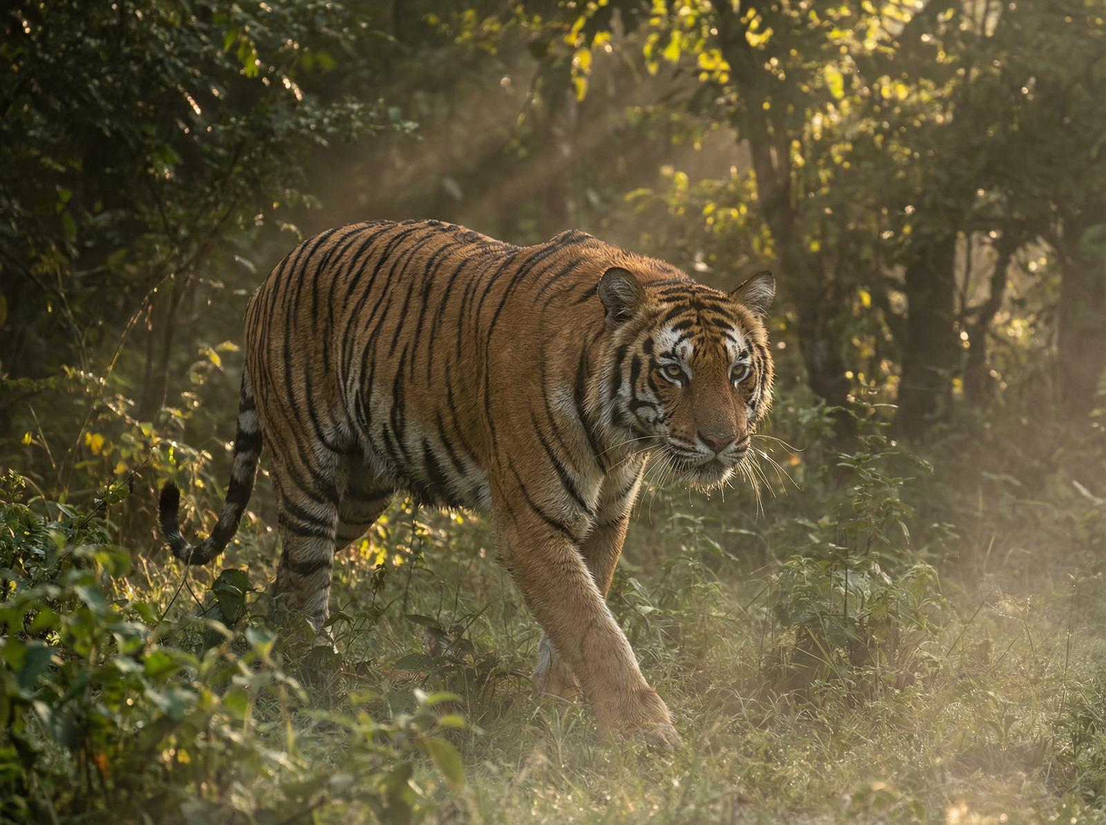 呦呦视频老虎丛林视频